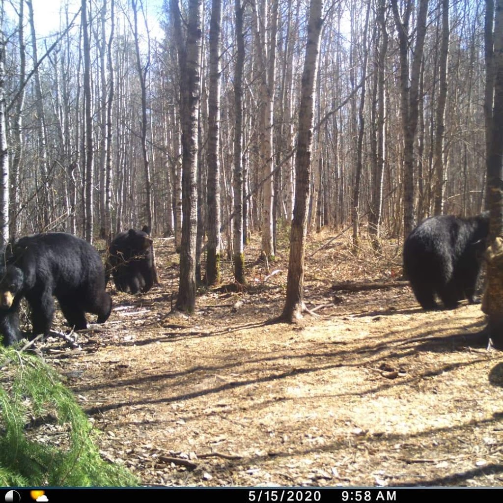 Larson Lake Outfitters | Second Lodge, Spiritwood, SK S0J 2M0, Canada | Phone: (306) 753-9597