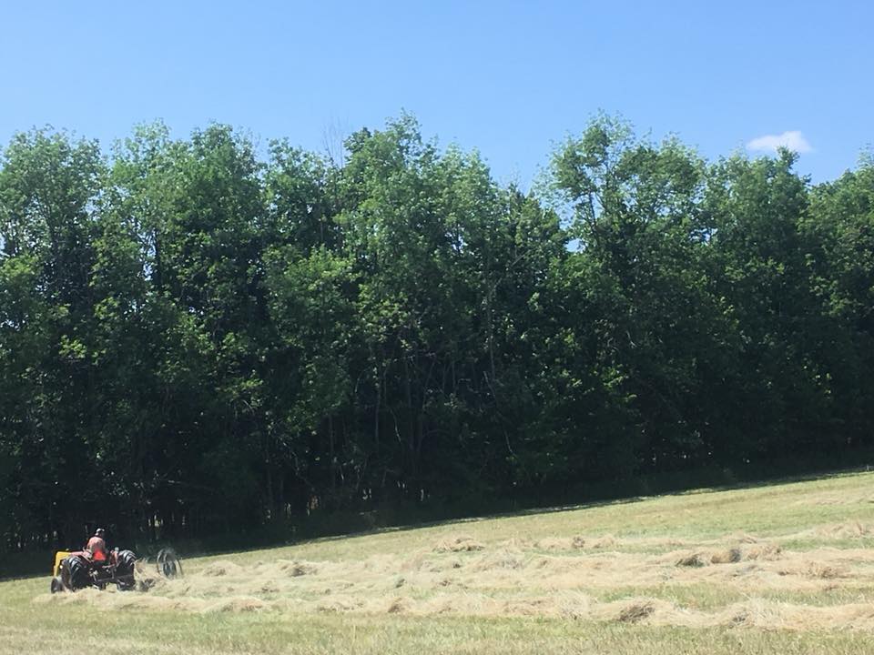 Aisling Farms | 202045, ON-21, Owen Sound, ON N4K 5N7, Canada | Phone: (519) 377-7031