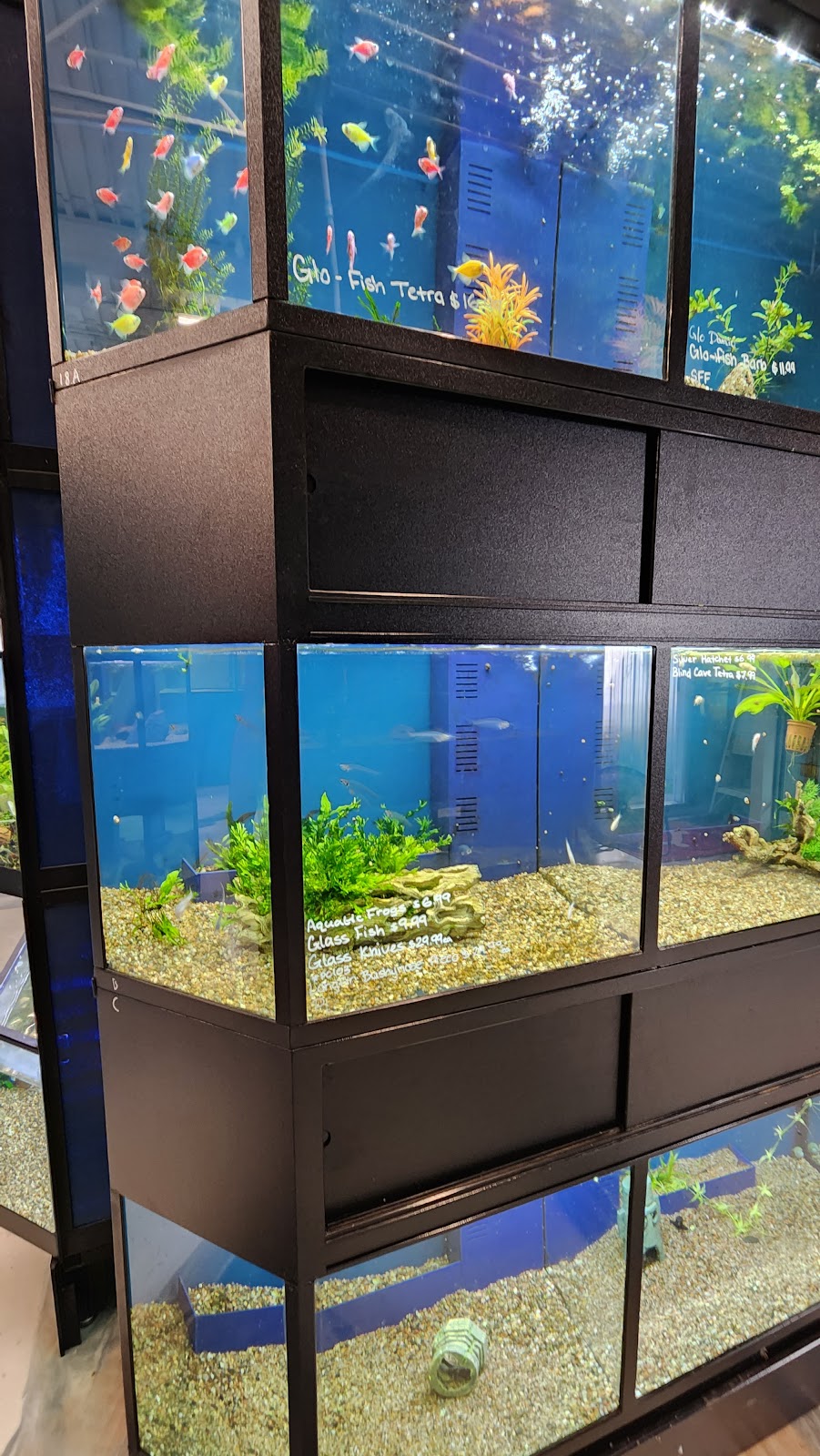 MrPets | 2967 Kilpatrick Ave, Courtenay, BC V9N 8P1, Canada | Phone: (250) 871-7755
