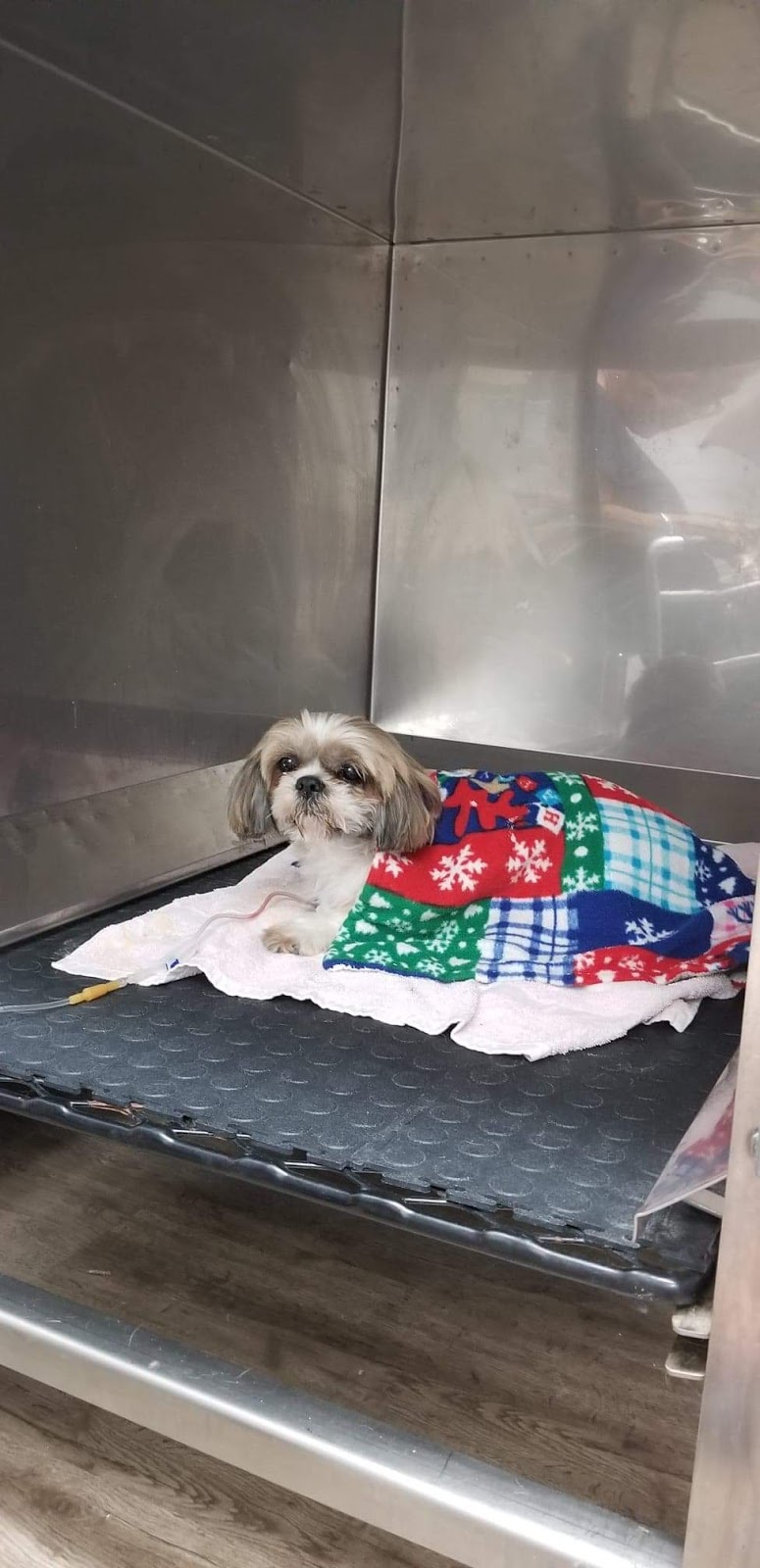 Dixie Eglinton Animal Clinic | 6-5120 Dixie Rd, Mississauga, ON L4W 4J7, Canada | Phone: (905) 282-0002