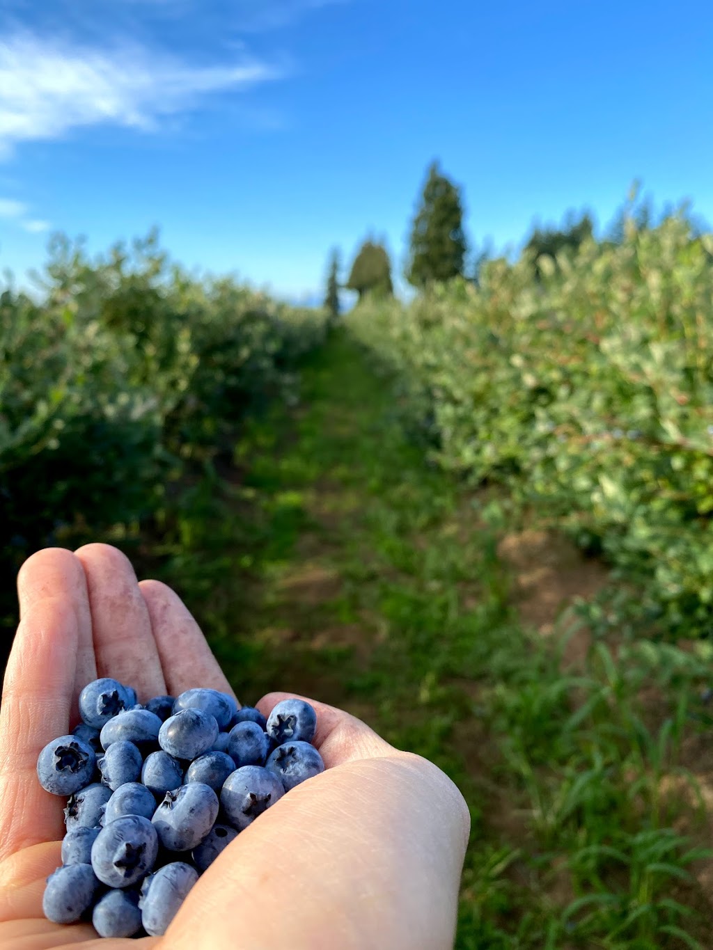 Bumbleberry Farms | 31580 Huntingdon Rd, Abbotsford, BC V2T 6B8, Canada | Phone: (604) 835-3416