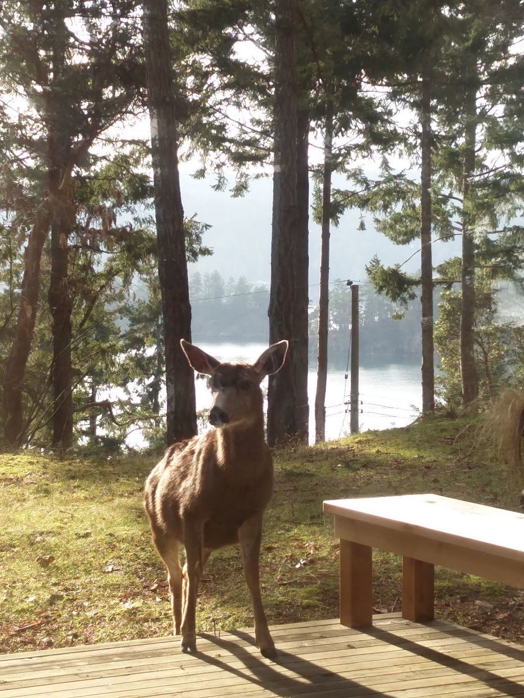 Arbutus Point | Pender Island, BC V0N 2M0, Canada