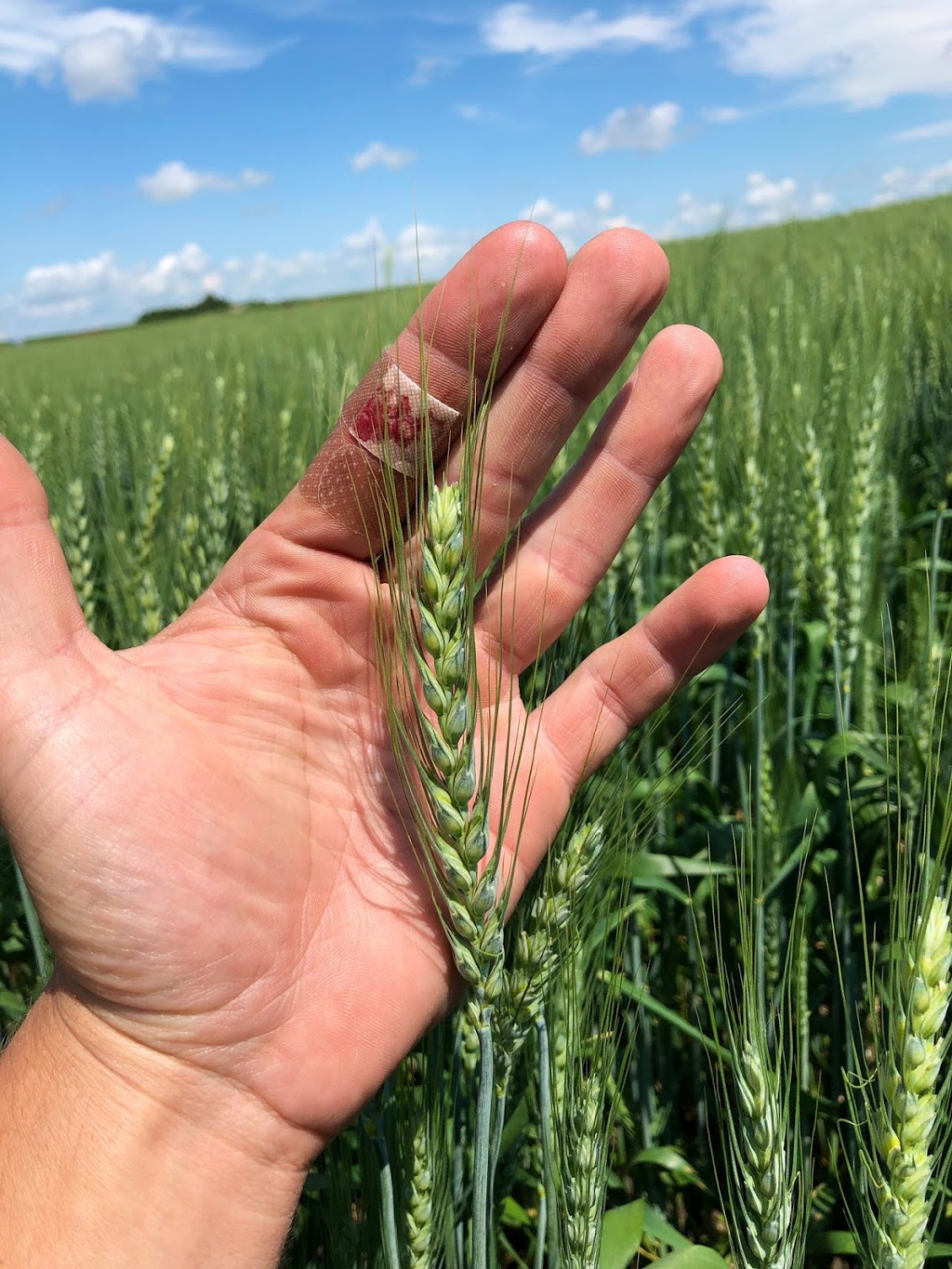 Blumer Seeds | HWY 44, SK-42, Dinsmore, SK S0L 0T0, Canada | Phone: (306) 460-7744