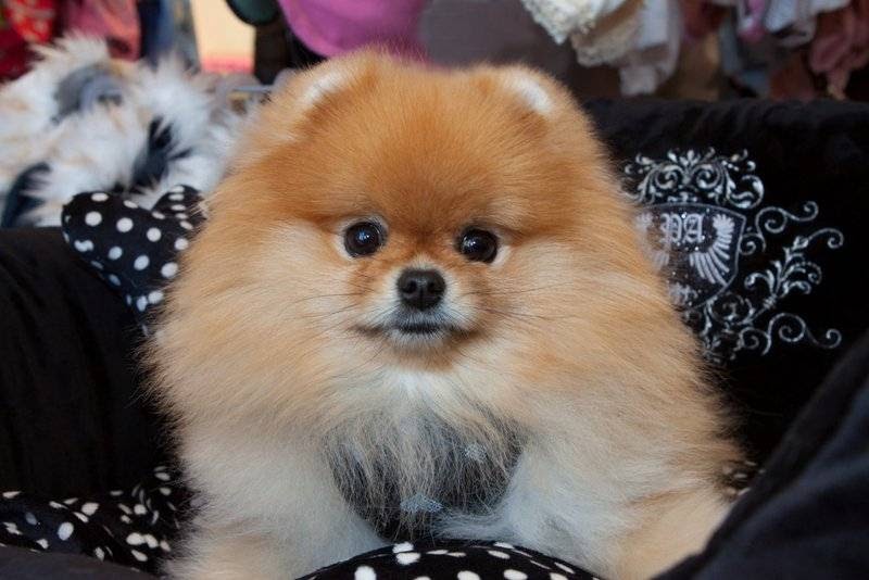 Puppy Angel | 1 Boulevard de Sardaigne, Candiac, QC J5R 0A1, Canada | Phone: (450) 444-4441
