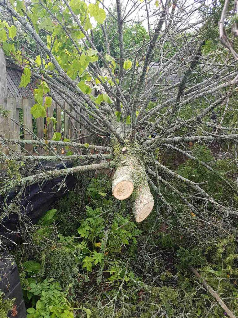 Big Wood Tree & Yard | 3769 Wood Ave, Orillia, ON L3V 6H3, Canada | Phone: (705) 795-4156