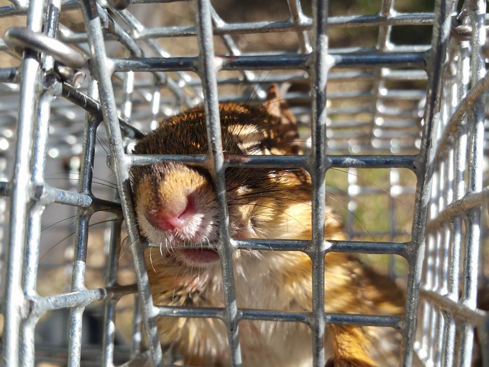 All Animal Removal Toronto Inc | 530 Keele St #230, Toronto, ON M6N 3C9, Canada | Phone: (289) 729-0838