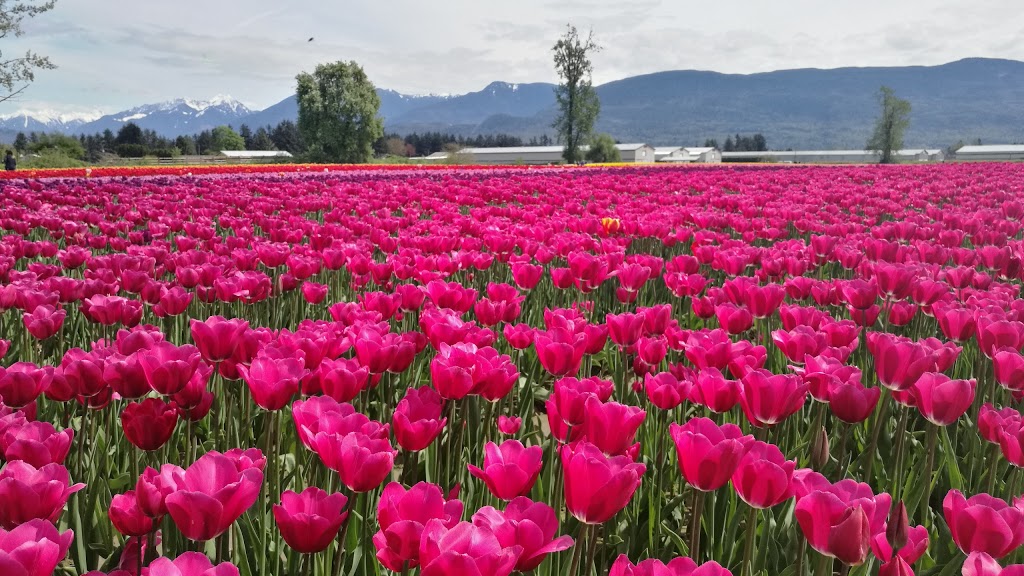 Petro-Pass Truck Stop | 41420 Yale W, Chilliwack, BC V2R 4J3, Canada | Phone: (604) 823-6411