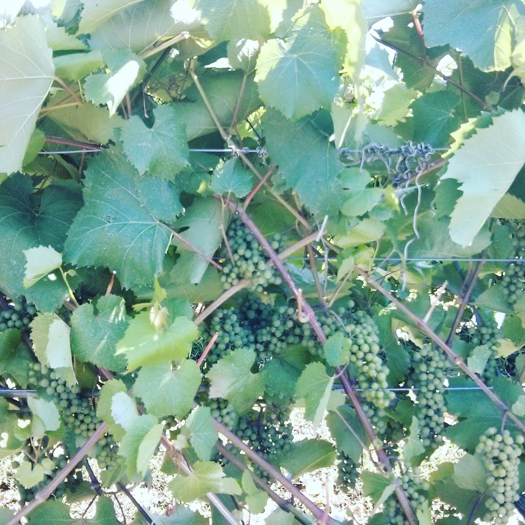 Prince Edward County Custom Wine Tours | 3 Sunshine Ln, Trenton, ON K6V 6X3, Canada | Phone: (343) 333-0740