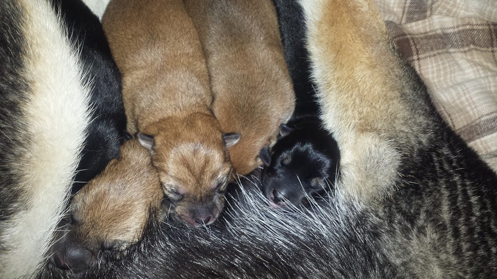 Shamanu Shibas | 5570 Mcdermid Rd, Rock Creek, BC V0H 1Y0, Canada | Phone: (250) 868-3248
