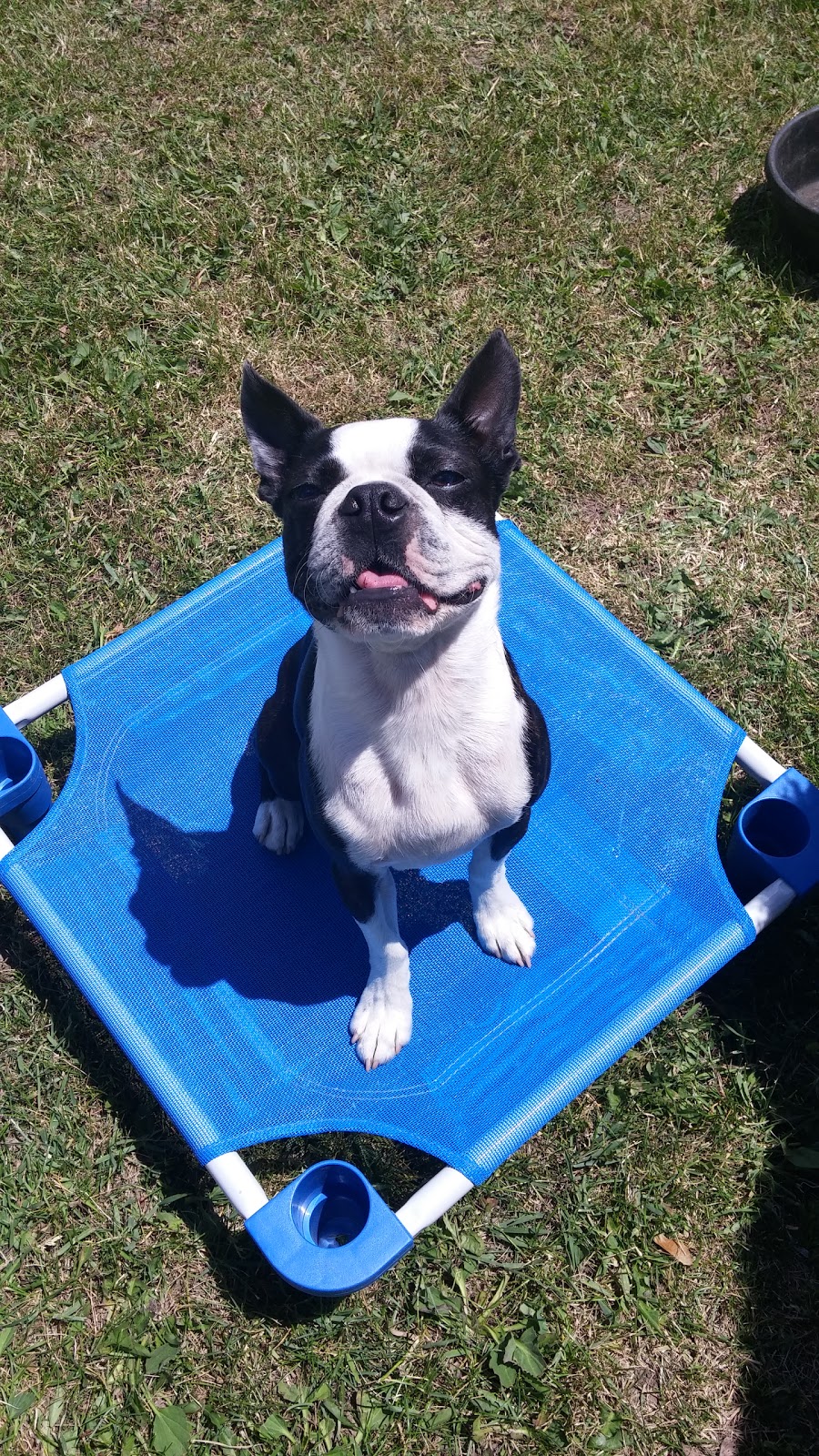 GOODSIT Dog Training | 511 Warminster Dr, Oakville, ON L6L 4N6, Canada | Phone: (289) 888-2377