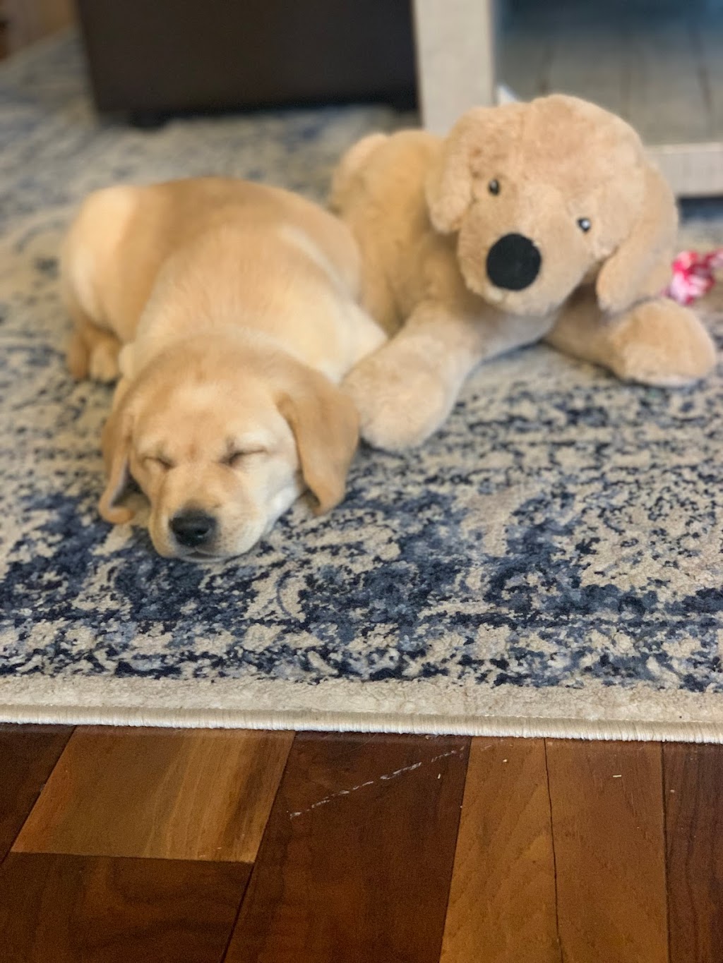 Locksley Creek Labradors | 831 Witt Rd, Laurentian Valley, ON K8A 6W8, Canada | Phone: (613) 635-2703