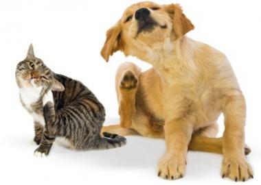 Thomas Glen Erin Animal Hospital | 5636 Glen Erin Dr Unit 9A, Mississauga, ON L5M 6B1, Canada | Phone: (905) 997-3320