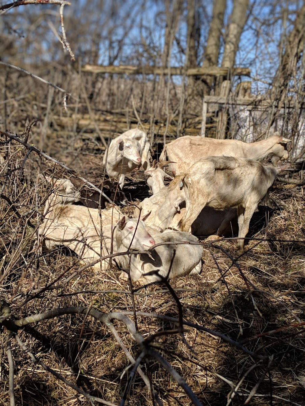 Red Heifer Farm | 812 Concession Rd 14, Pefferlaw, ON L0E 1N0, Canada | Phone: (416) 222-4597