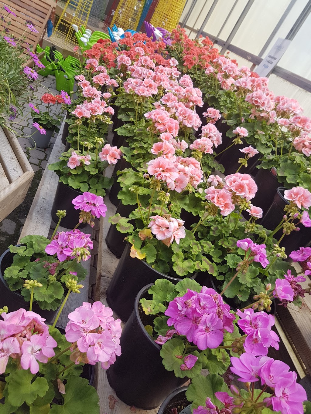 Lakeland Plant World | 909 Main St, Dartmouth, NS B2W 3V2, Canada | Phone: (902) 435-1983