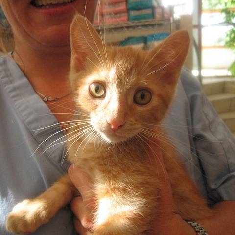 Don Head Village Animal Clinic | 737 Carrville Rd, Richmond Hill, ON L4C 6E5, Canada | Phone: (905) 707-9059