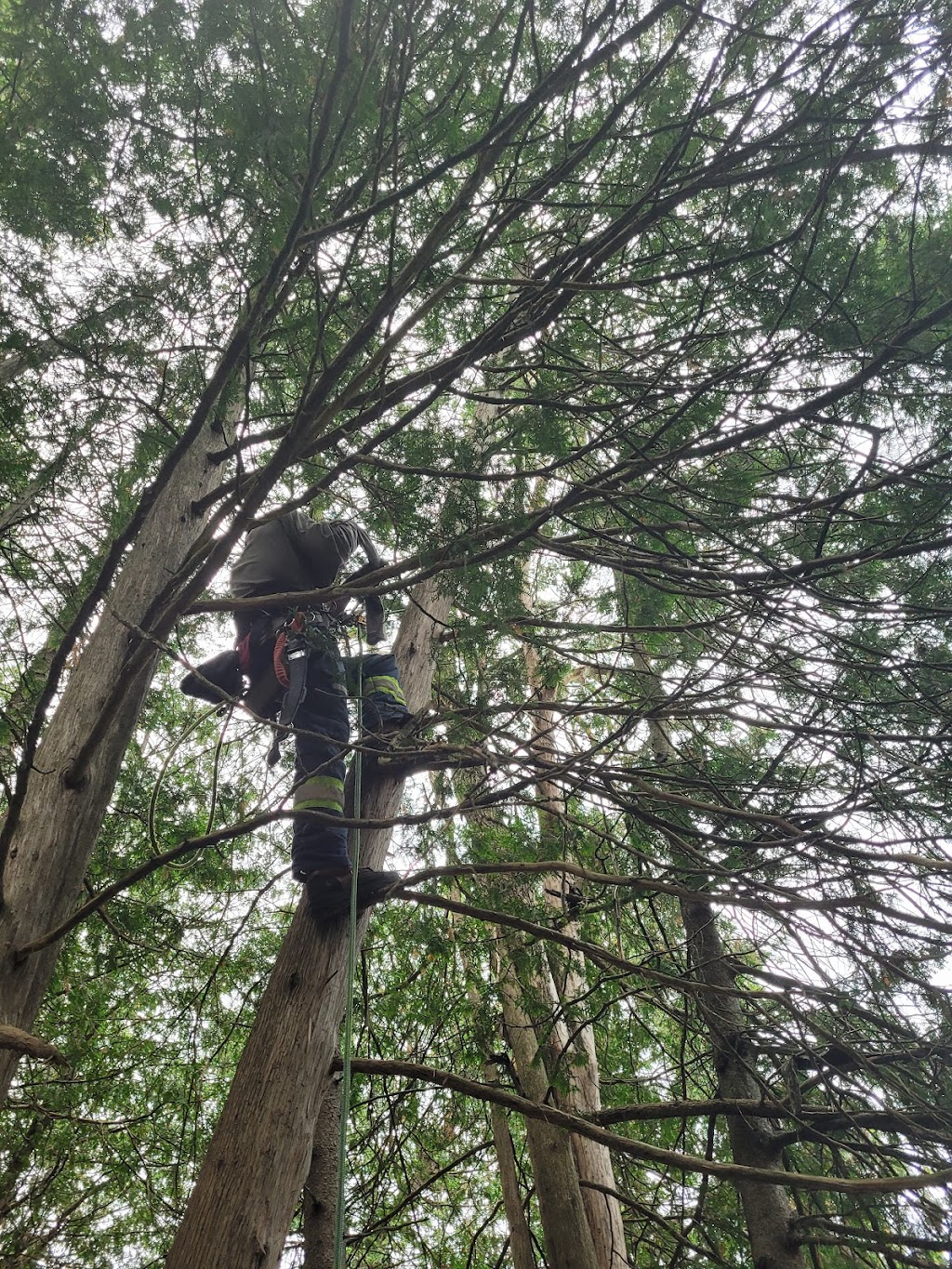 Crowe Tree Service inc | 2070 Old Second Line Rd, Kanata, ON K2W 0J8, Canada | Phone: (613) 978-8733