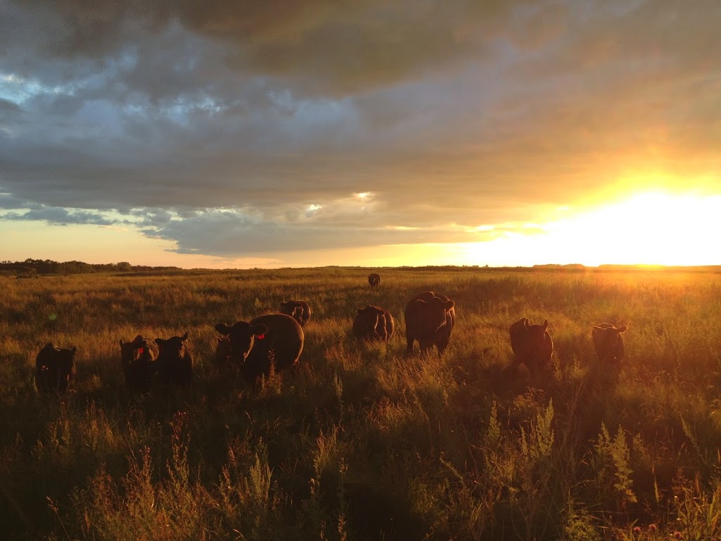 Davidson Cattle Company | Box 395, QuAppelle, SK S0G 4A0, Canada | Phone: (306) 530-9582