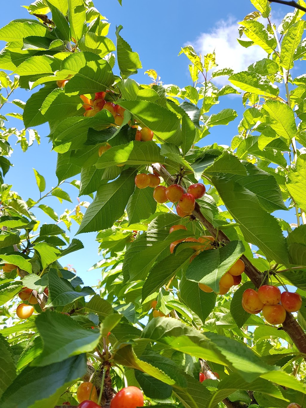 Stevens Farms | 3828 Okanagan Hwy, Osoyoos, BC V0H 1V5, Canada | Phone: (250) 689-1137