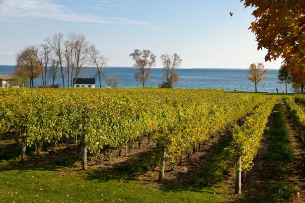 PEI Winery, Cidery, Distillery & Craft Brewery Tasting Tours | 1646 Bethel Rd Route 215, Bethel, PE C1B 3L6, Canada | Phone: (902) 892-5466