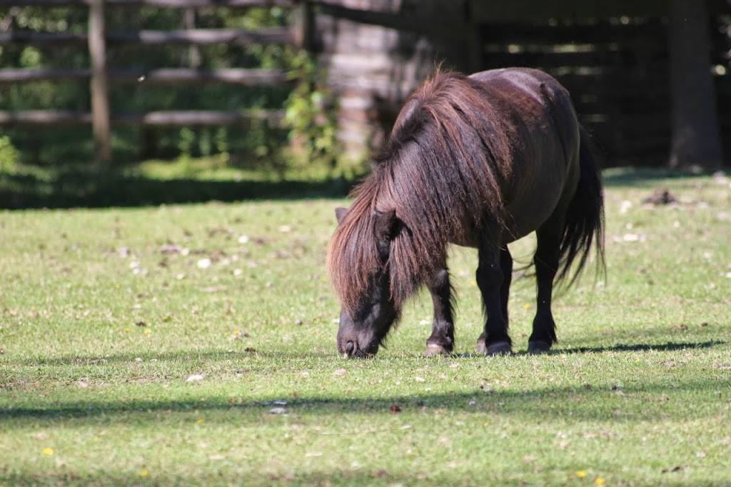 Old Cowboy Ranch | #3175, Westbridge, BC V0H 2B0, Canada | Phone: (250) 446-6808