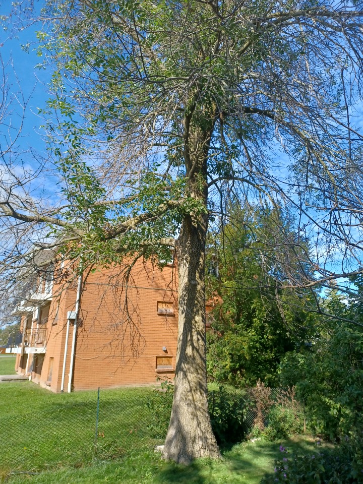 BOSSDAWG TREE REMOVALS | 362 Main St Apt 2, Deseronto, ON K0K 1X0, Canada | Phone: (613) 848-8326
