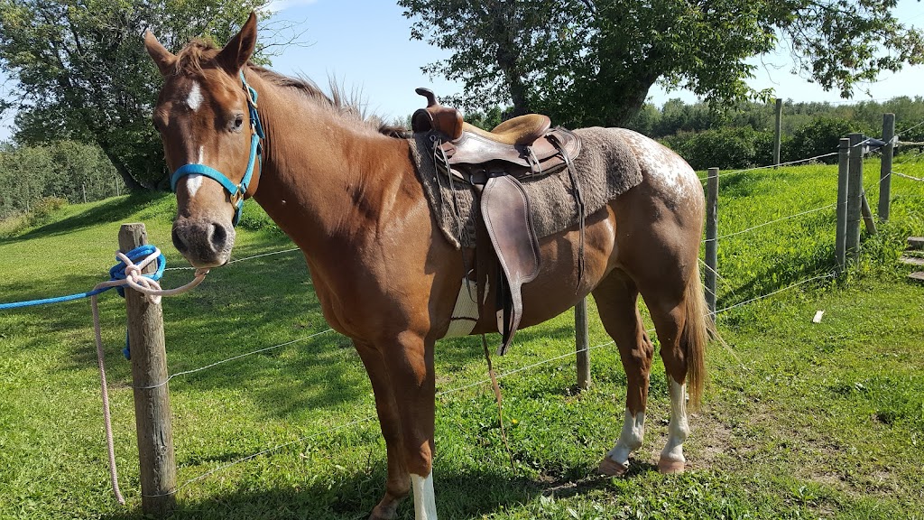 Bear Valley Rescue | Mountain View County, 31123 Range Rd 60, Sundre, AB T0M 1X0, Canada | Phone: (403) 637-2708