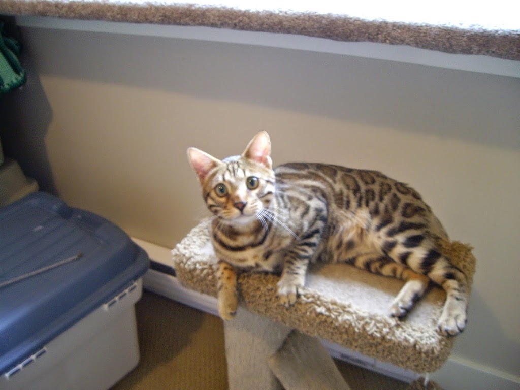 Mrs Dolittles Pet Care | 1013 Sandalwood Ct, Victoria, BC V9C 0E1, Canada | Phone: (250) 213-7266