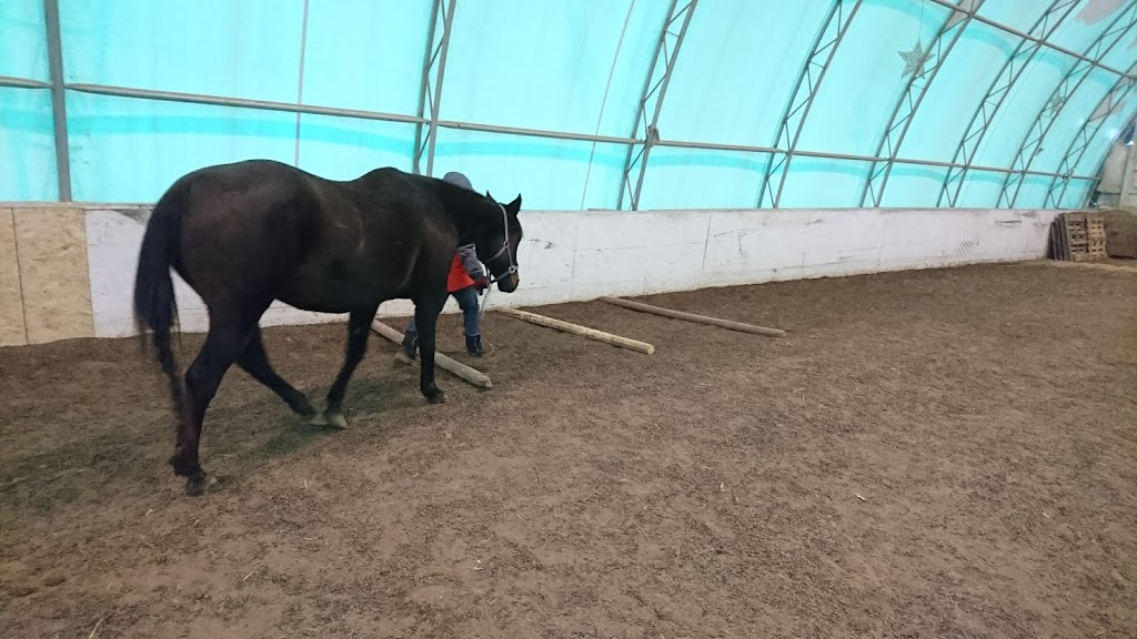 Big Heart Equine | 923 2nd Line, Hagersville, ON N0A 1H0, Canada | Phone: (365) 323-4156