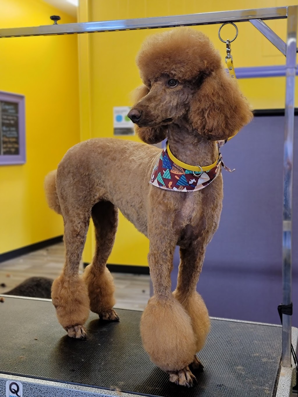 Wizard of Paws | 7 James St, Georgetown, ON L7G 2H2, Canada | Phone: (289) 428-0127