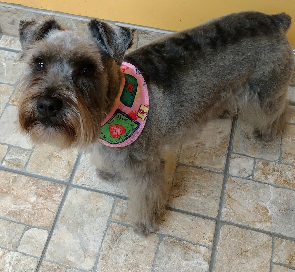 Boutique Golden Paws | 4830 Rue René-Émard, Pierrefonds, QC H9A 2Y1, Canada | Phone: (514) 620-1158