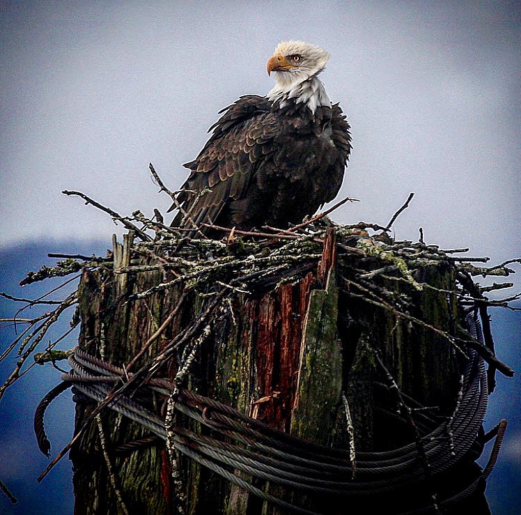 Harrison Eco Tours | 100 Esplanade, Harrison Hot Springs, BC V0M 1K0, Canada | Phone: (604) 316-4460