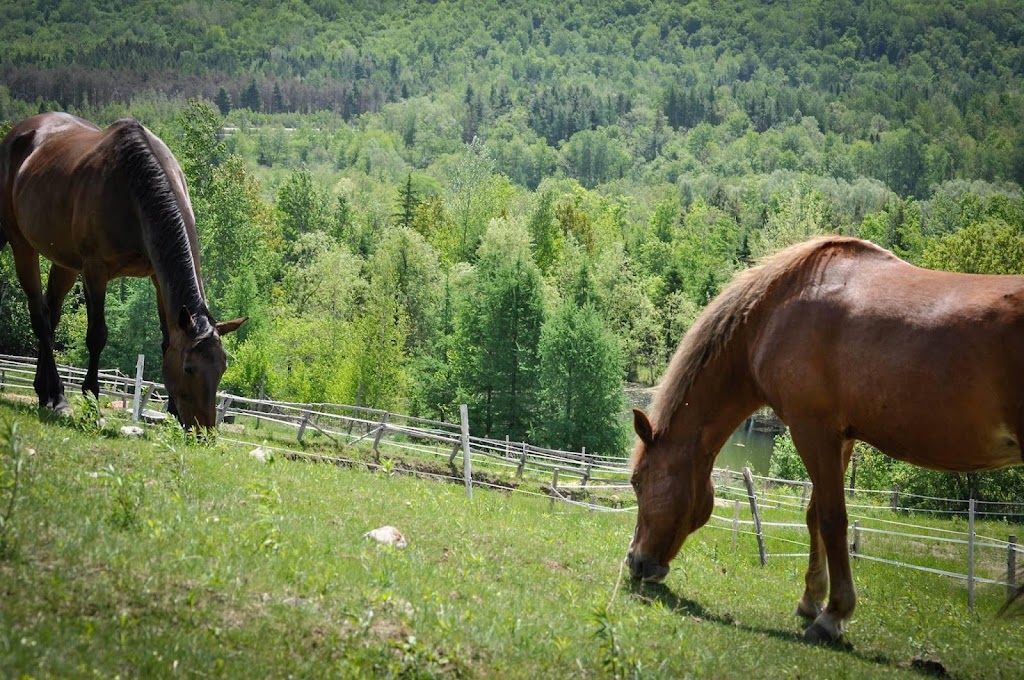 Écurie Andréane Stables | Chem. Dustin, Stanstead-Est, QC J0B 1C0, Canada | Phone: (819) 349-6912