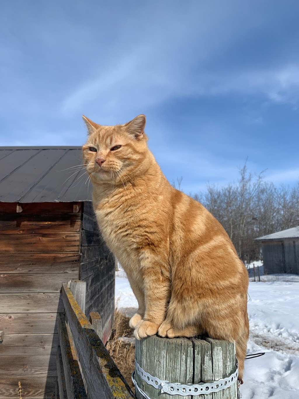 GrothHaus Permaculture | 48537 Range Rd 222, CAMROSE COUNTY, AB T0B 1W0, Canada | Phone: (780) 231-3090