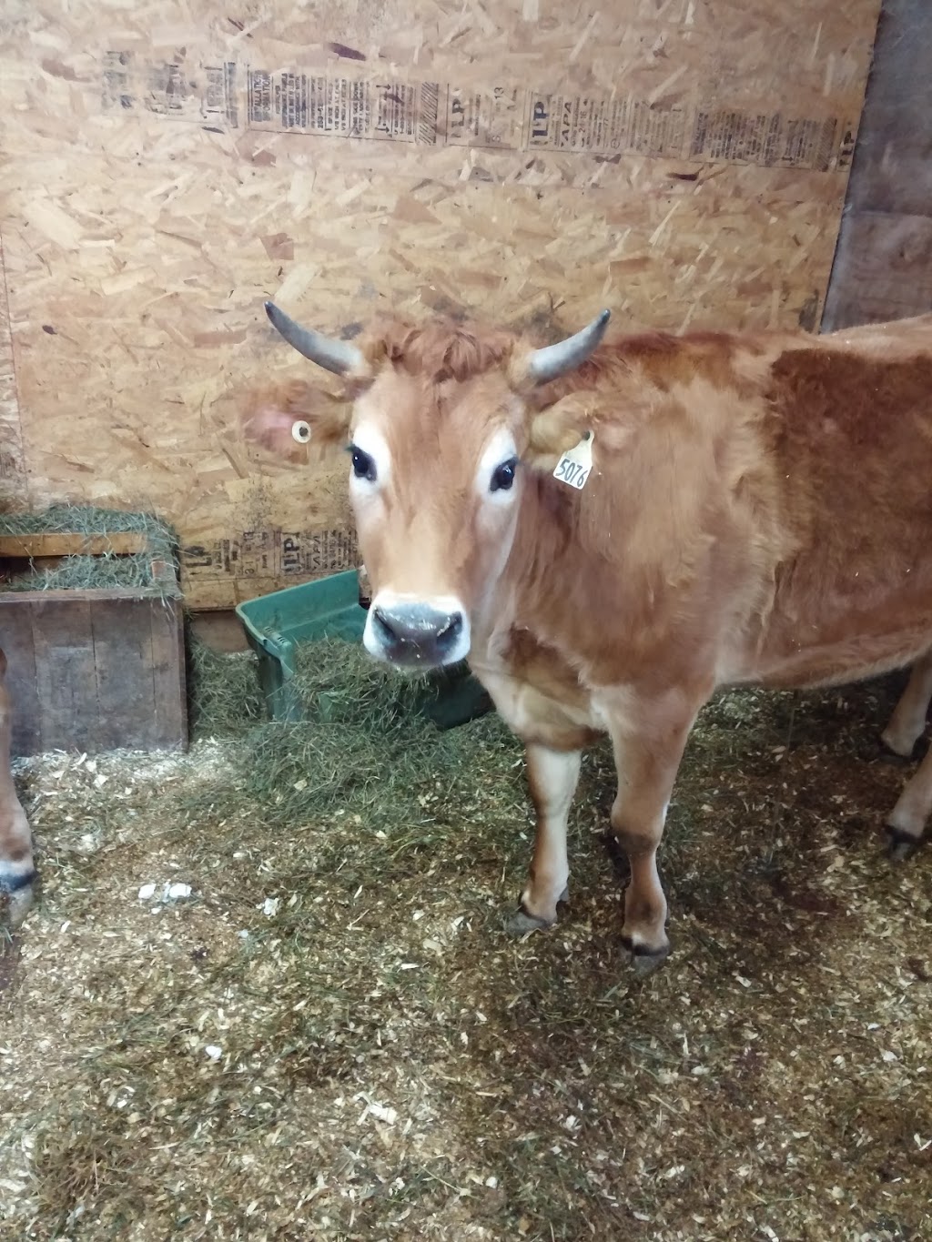 Ferme vache heureux | 2083 Chemin St Louis, Saint-Lazare, QC J7T 1Y2, Canada | Phone: (438) 929-3840