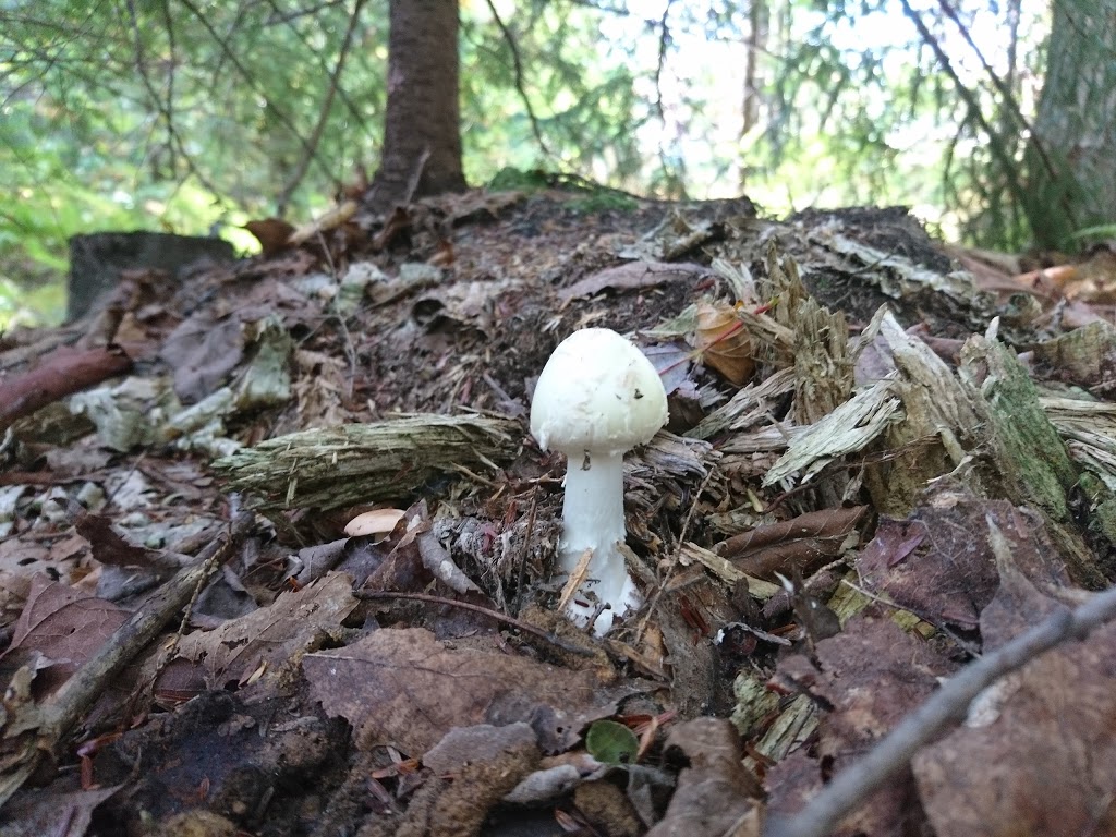 Grotte de lours (Zone Champman) | 270 Rang 11e E, Stoke, QC J0B 3G0, Canada