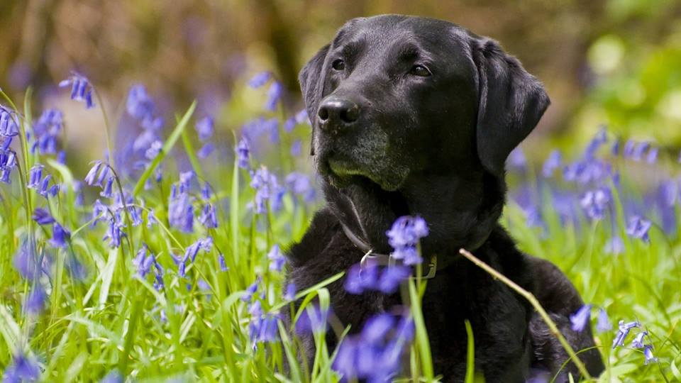 Stephs Dog Grooming | 67 Woodstock St S, Tavistock, ON N0B 2R0, Canada | Phone: (226) 749-0879