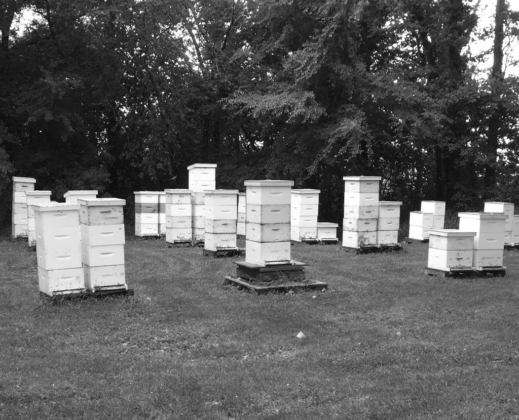 Golden Bee Apiary | Wingham Colony Rd, Elm Creek, MB R0G 0N0, Canada | Phone: (204) 745-7420