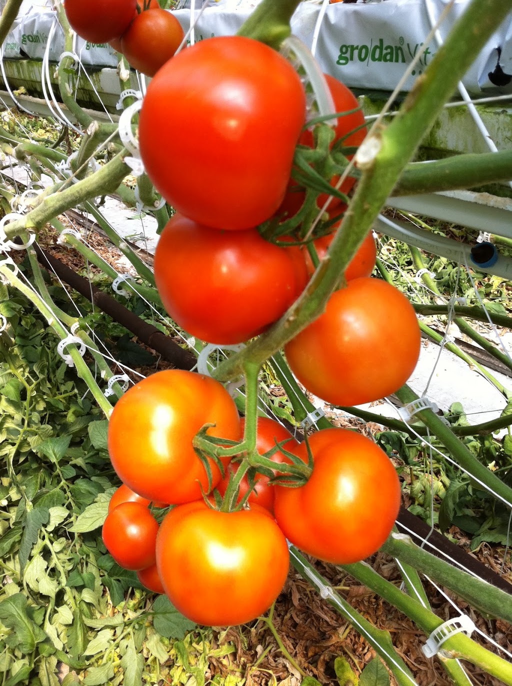 Coppola Farms | Tree Farm 1136 Seacliff Drive, Kingsville, On N9Y 2L9 Greenhouse:, 1660 Graham Side Rd, Kingsville, ON N9Y 2E4, Canada | Phone: (519) 733-5556