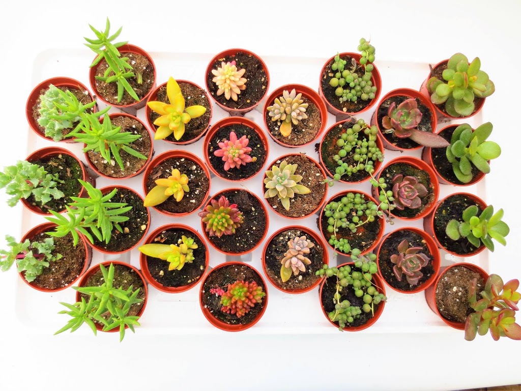 Glenlea Greenhouses | 2715 MB-75, Ste. Agathe, MB R0G 1Y1, Canada | Phone: (204) 882-2626