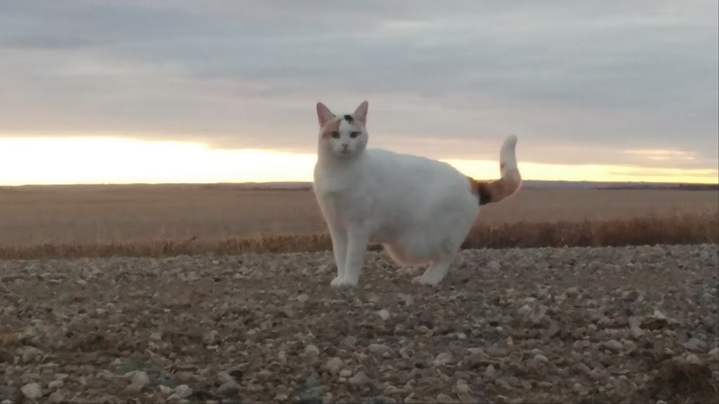 Western Kennels | 3 SW 15 - 35 -11 W, Perdue, SK S0K 3C0, Canada | Phone: (306) 329-4997