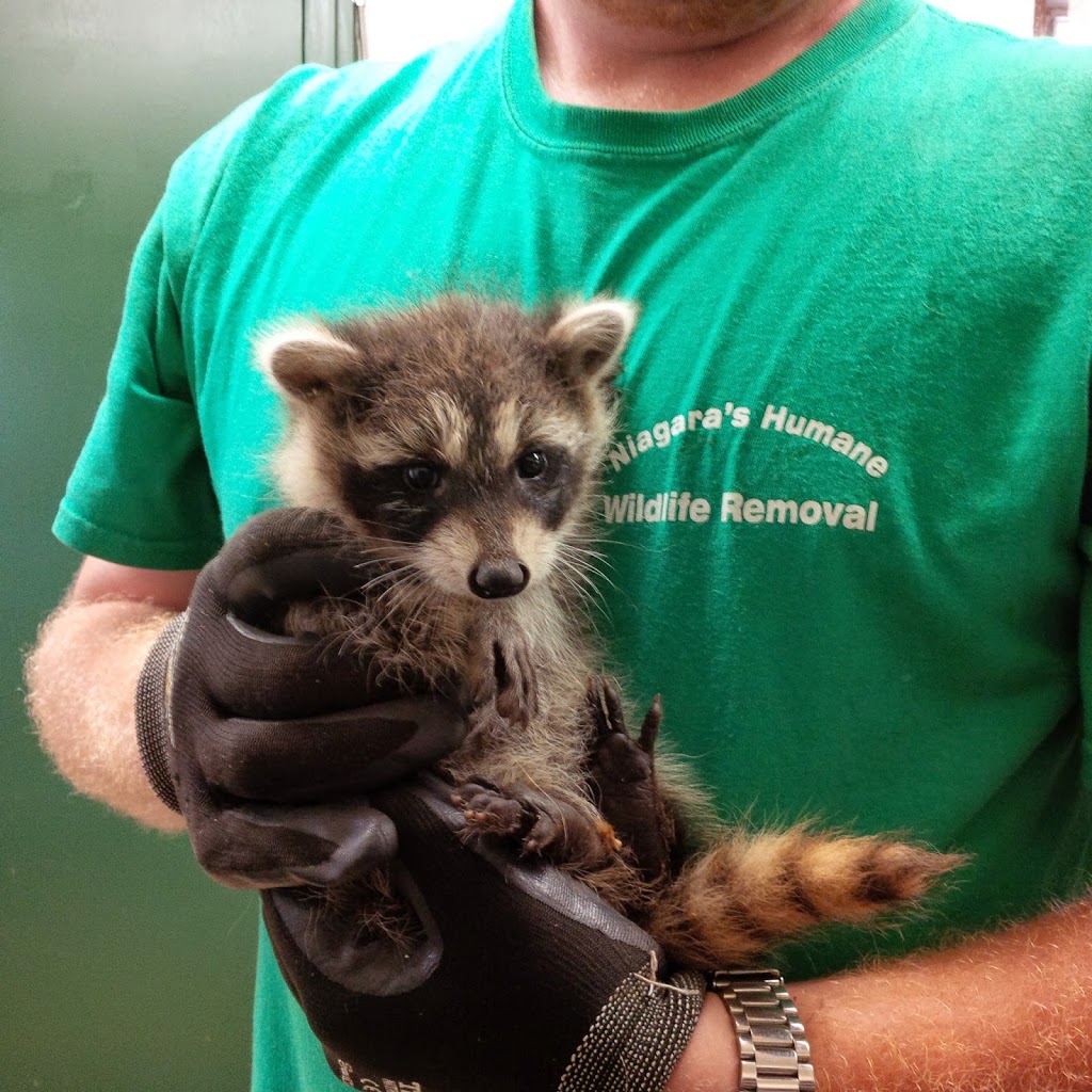 Niagaras Humane Wildlife Removal | 52 Pine Street South, Thorold, ON L2V 3L4, Canada | Phone: (905) 401-9505