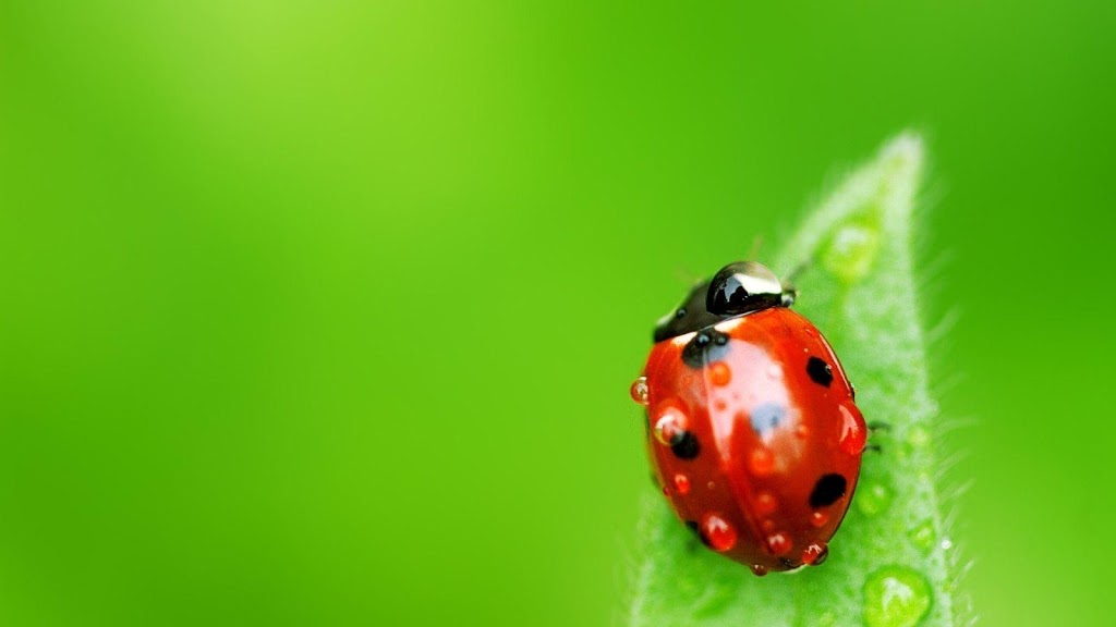 Shield pest control | 564 Coach Dr, Mississauga, ON L5R 0C3, Canada | Phone: (416) 209-5499