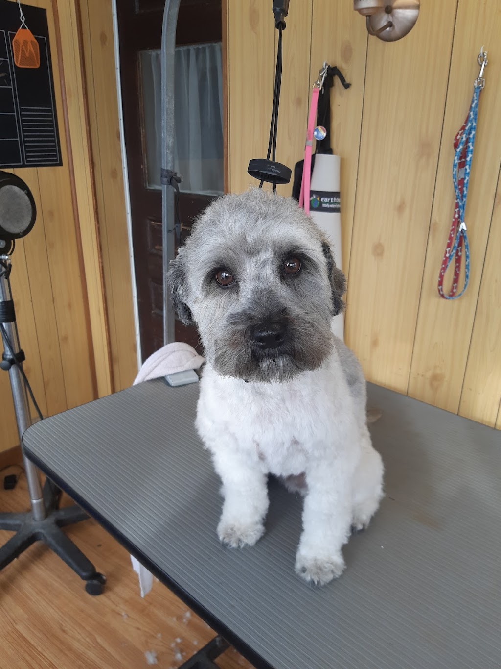 JP Grooming | 11 Shannon Rd, Bloomfield, ON K0K 1G0, Canada | Phone: (613) 848-5882