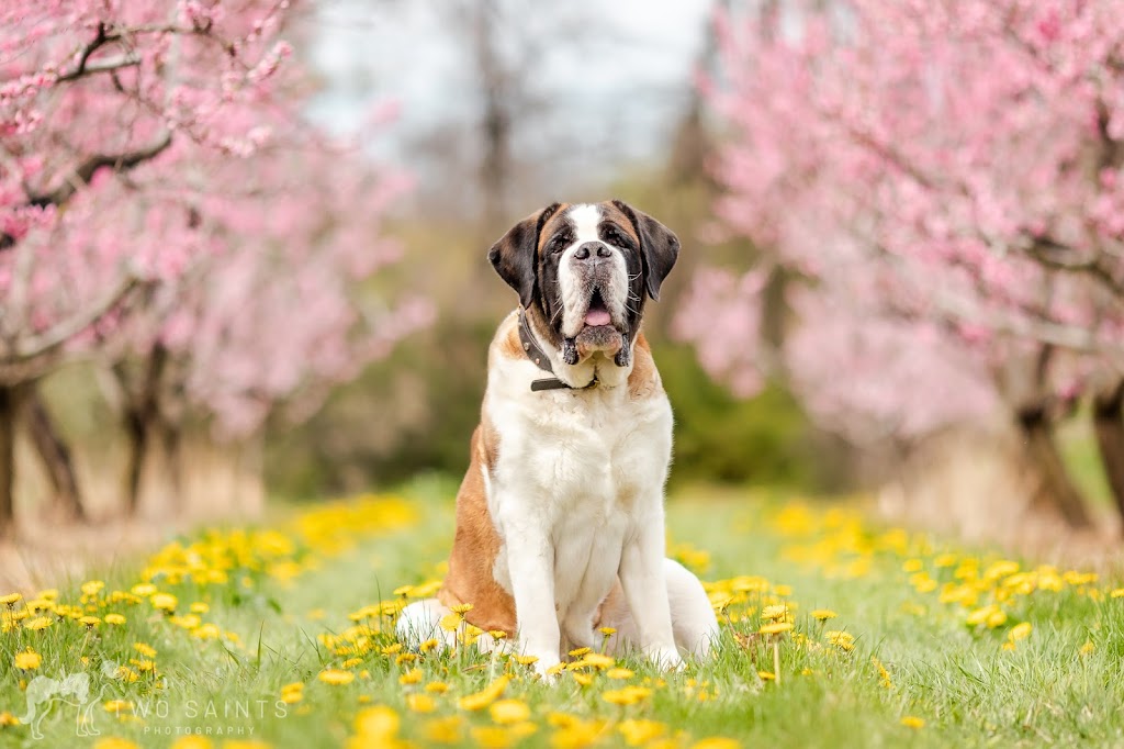 Oh My Dog Walking & Pet Photography | 24 Shelley Ave, St. Catharines, ON L2N 5L5, Canada | Phone: (905) 933-1035