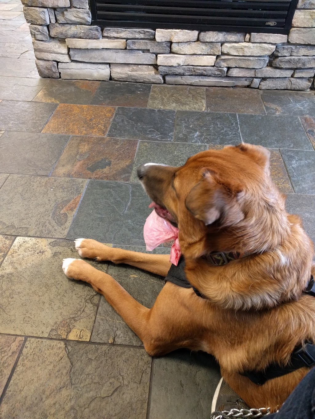 Kulshan Veterinary Hospital | 8880 Benson Rd, Lynden, WA 98264, USA | Phone: (360) 354-5095
