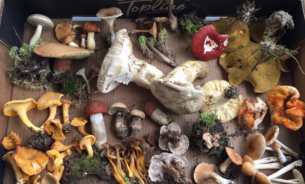 Les champignons du Lac-Édouard | 265 Rue Principale, Lac-Édouard, QC G0X 3N0, Canada | Phone: (819) 653-2052