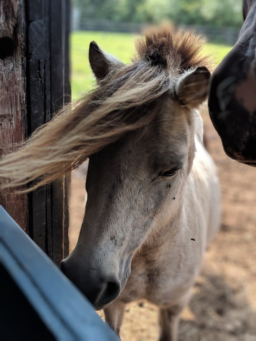 Ridgedale Equestrian (East) | 342 Kemp Rd W, Grimsby, ON L3M 4E7, Canada | Phone: (905) 979-8140