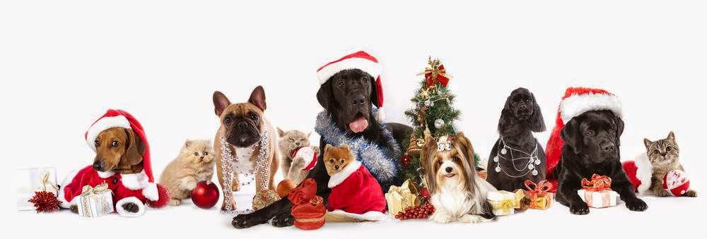 Aldergrove Animal Hospital Ltd | 26841 Fraser Hwy, Aldergrove, BC V4W 3E4, Canada | Phone: (604) 856-7707
