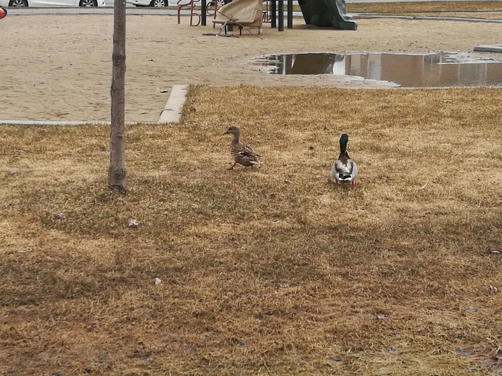 Parc Saint-René | 238 Boulevard Saint-René E, Gatineau, QC J8P, Canada | Phone: (866) 299-2002