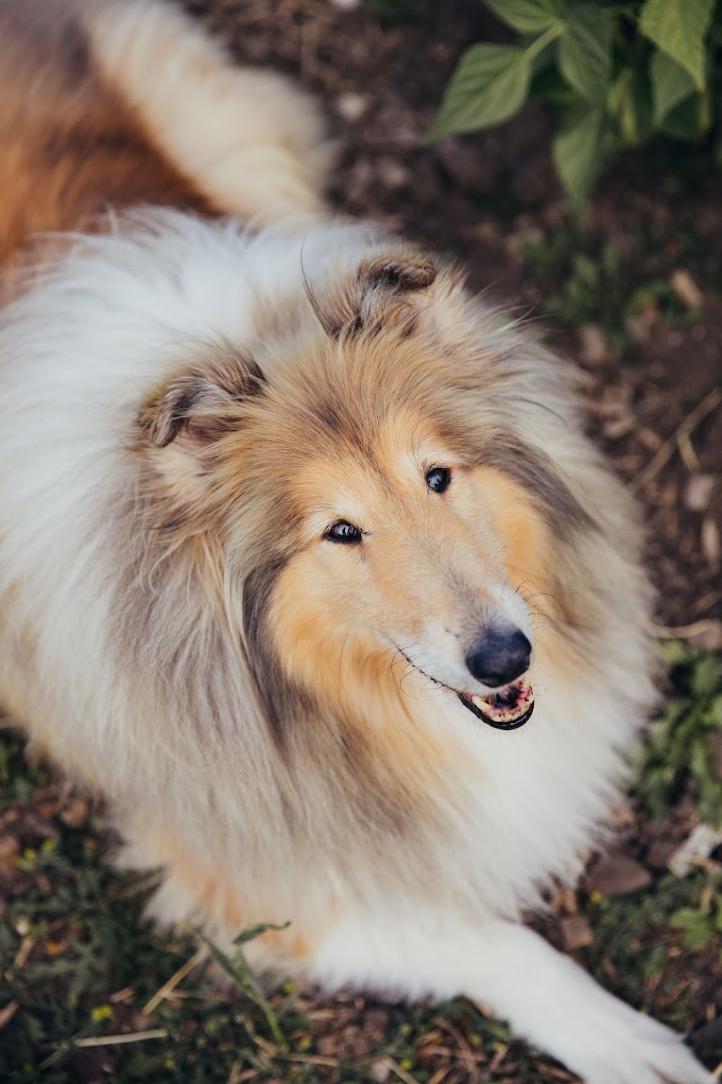 Holiday Pet Boarding | 80048 242 Ave W, De Winton, AB T1S 2Z6, Canada | Phone: (403) 510-7955